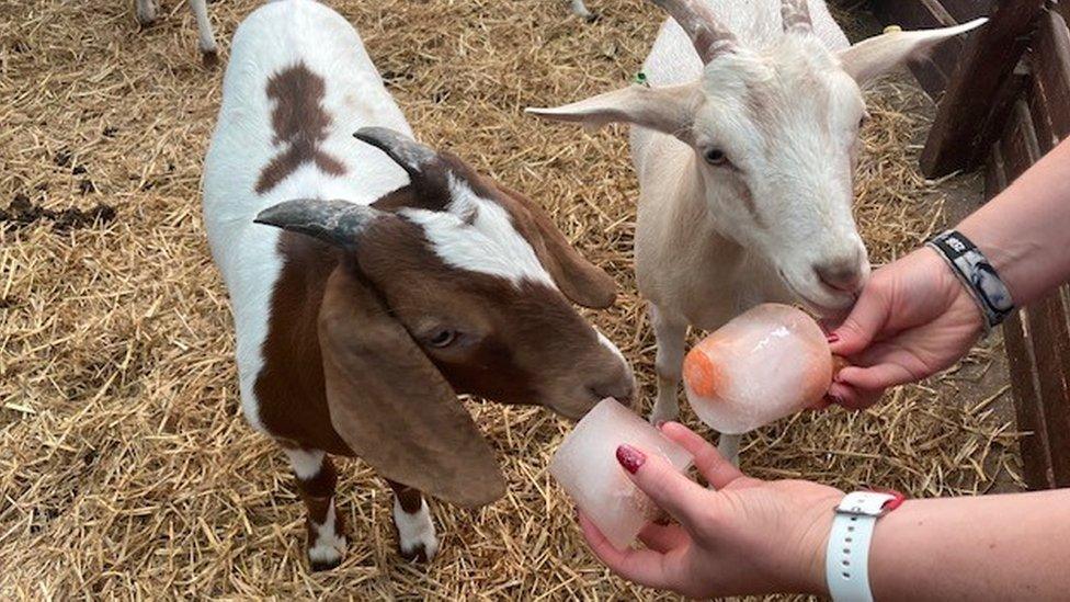 Goats