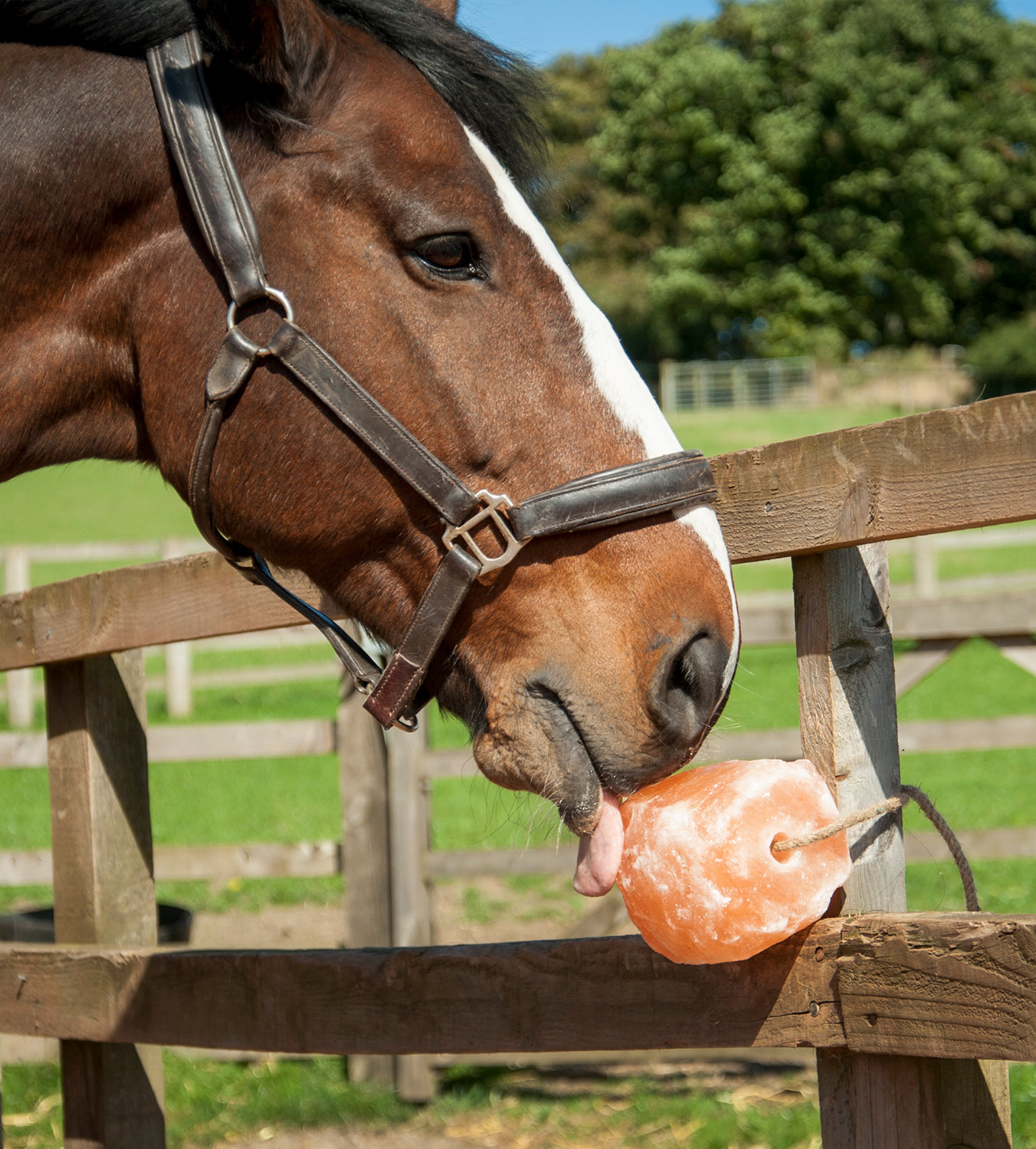 Horses